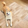 【ベルメゾン】お手入れ簡単!多機能ペットマット