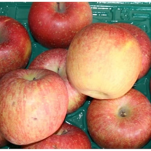 【予約商品】【フードロス対策】【特別価格】 福島県産訳ありりんご（サンふじ）4.7kg （ご注文締切：11月25日、お届け予定：12月上旬頃）