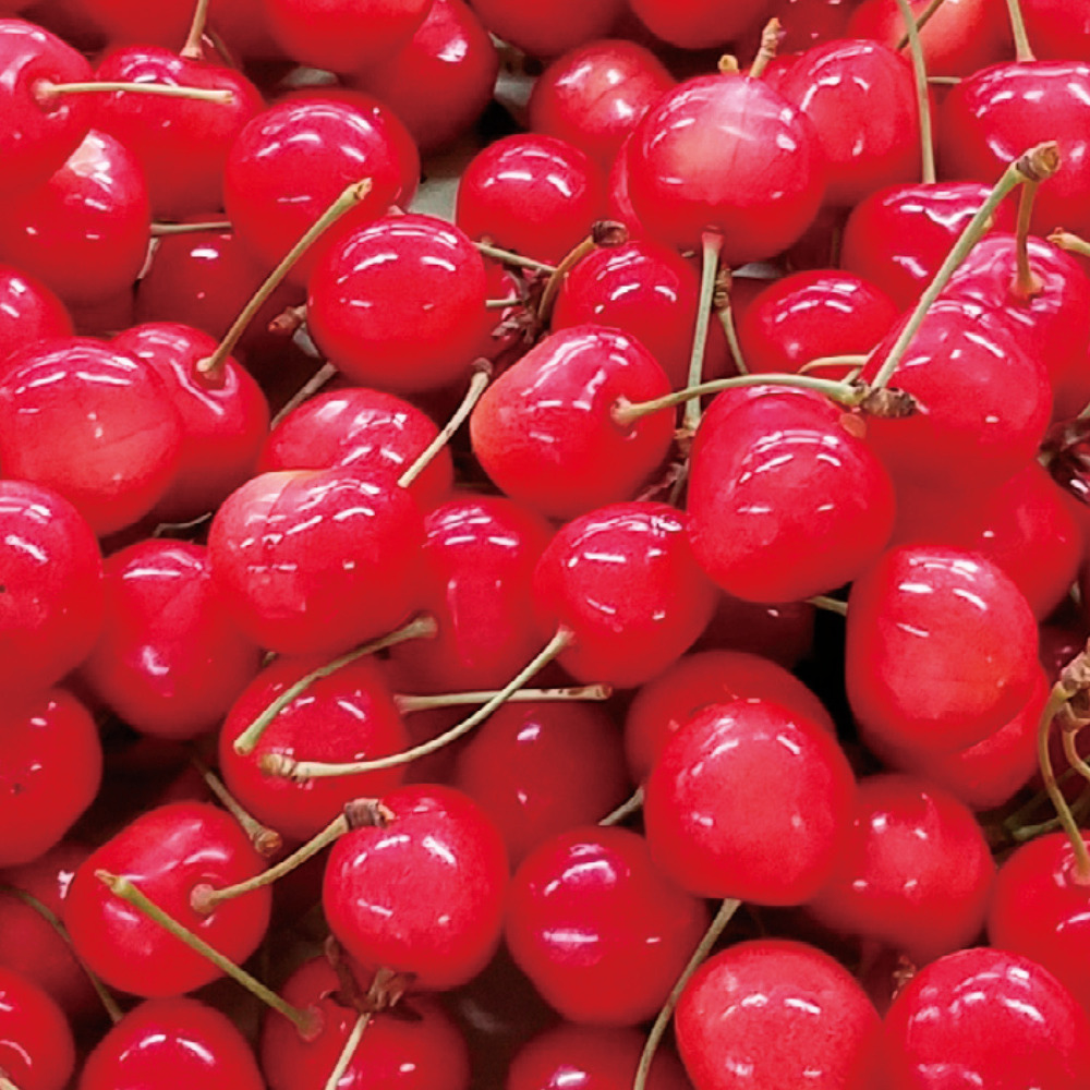 【ベルメゾン】【予約商品】【お中元・おとりよせ】 仁木産さくらんぼ 紅秀峰 バラ詰め500g 【ご注文は7月20日まで】