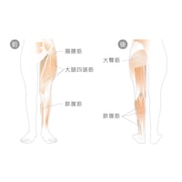 下半身の筋肉へアプローチ