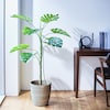 【ベルメゾン】CT触媒加工の組立式フェイクグリーン「モンステラ」