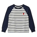 ネイビーボーダー（テントウムシ）