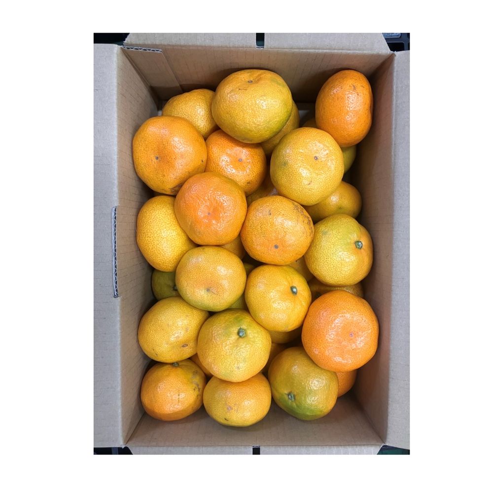 みかん 愛媛県八幡浜産 柑橘 媛小春2.5kg【限定300点】(お届け期間：2月