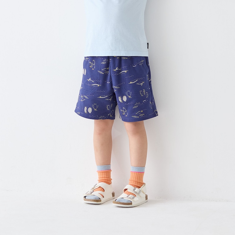 南極大陸（ペンギン）