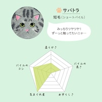 サバトラ／短毛（ショートパイル）