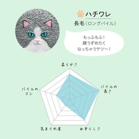 ハチワレ／長毛（ロングパイル）