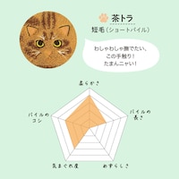 茶トラ／短毛（ショートパイル）
