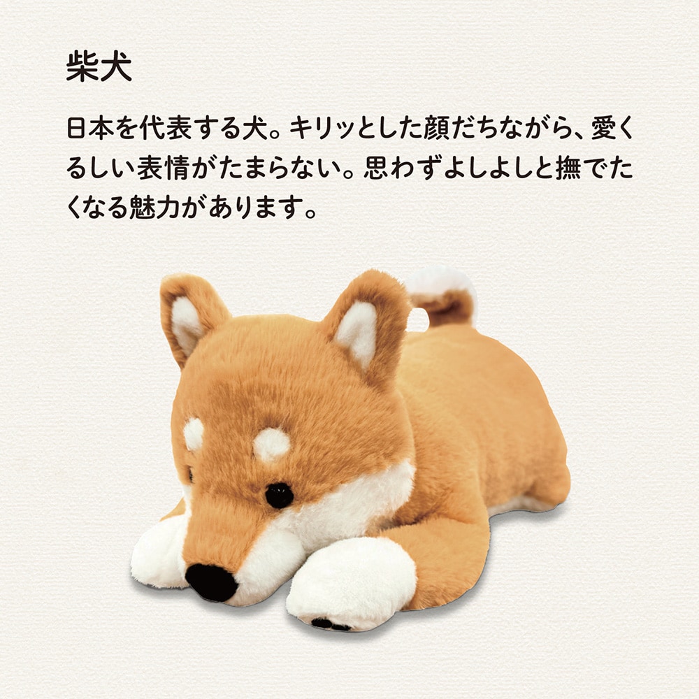 柴犬