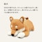 柴犬
