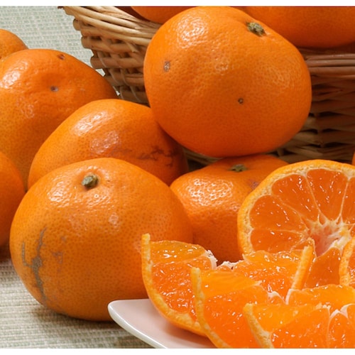 【予約商品】【フードロス対策】【特別価格】 和歌山県産訳あり木熟みかん 3kg （ご注文締切：11月25日、お届け予定：12月上旬～中旬）