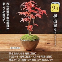 9月お届け：楓 出猩々(でしょうじょう)