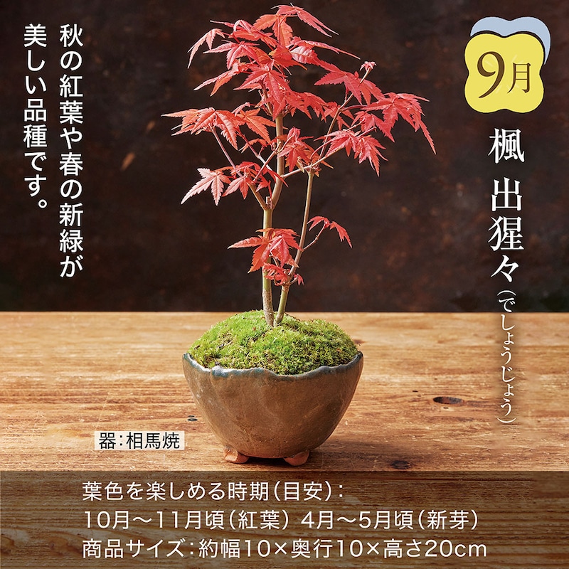 9月お届け：楓 出猩々(でしょうじょう)