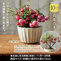 10月お届け：真珠の木