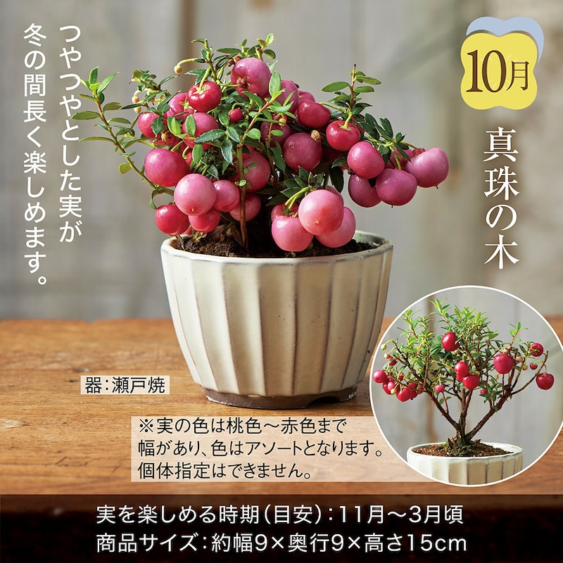 10月お届け：真珠の木
