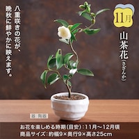 11月お届け：山茶花(さざんか)