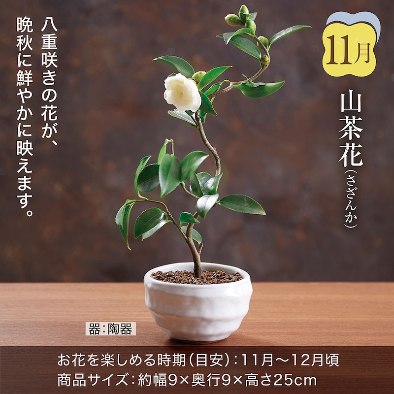 11月お届け：山茶花(さざんか)