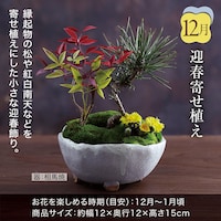 12月お届け：迎春寄せ植え