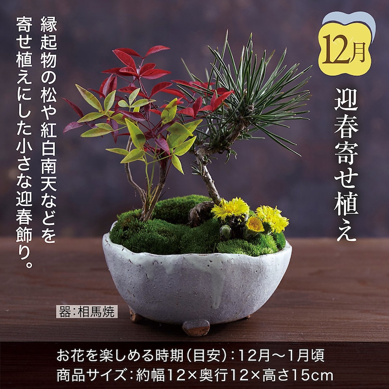 12月お届け：迎春寄せ植え