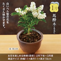 27年1月お届け：馬酔木(あせび)