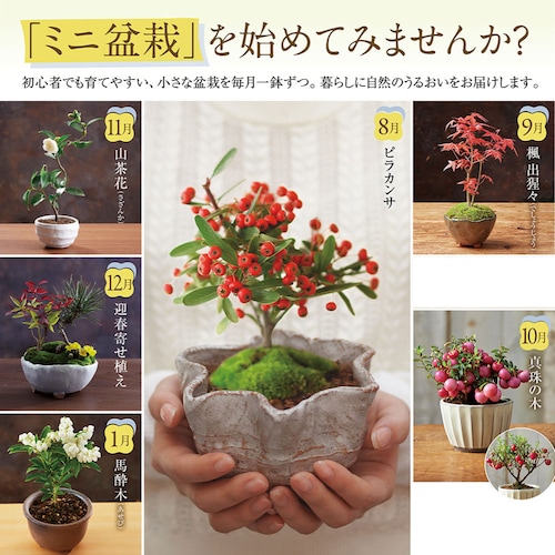 【定期お届け】【送料無料】 てのひら盆栽頒布会 ：6回シリーズ