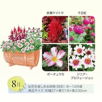 8月お届け　※イラストはイメージです。鉢のデザイン、商品サイズが異なる場合がございます。