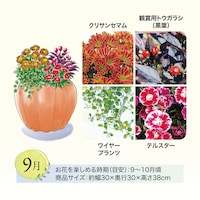 9月お届け　※イラストはイメージです。鉢のデザイン、商品サイズが異なる場合がございます。