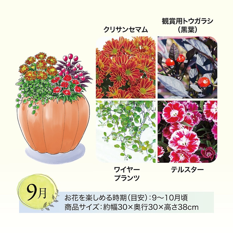 9月お届け　※イラストはイメージです。鉢のデザイン、商品サイズが異なる場合がございます。