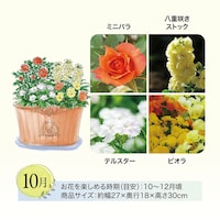 10月お届け　※イラストはイメージです。鉢のデザイン、商品サイズが異なる場合がございます。
