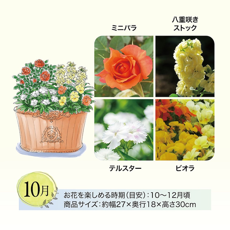 10月お届け　※イラストはイメージです。鉢のデザイン、商品サイズが異なる場合がございます。