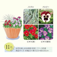 11月お届け　※イラストはイメージです。鉢のデザイン、商品サイズが異なる場合がございます。