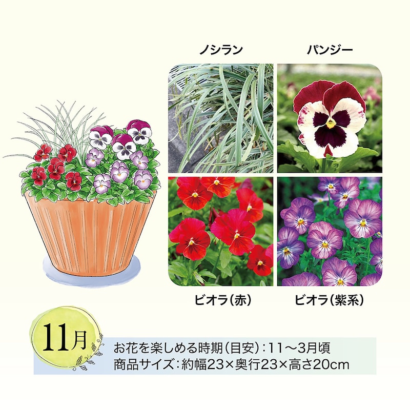 11月お届け　※イラストはイメージです。鉢のデザイン、商品サイズが異なる場合がございます。