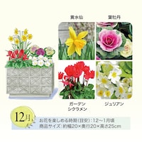 12月お届け　※イラストはイメージです。鉢のデザイン、商品サイズが異なる場合がございます。