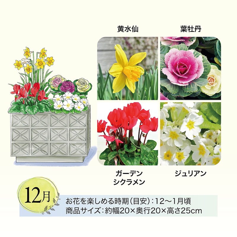12月お届け　※イラストはイメージです。鉢のデザイン、商品サイズが異なる場合がございます。