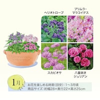 27年1月お届け　※イラストはイメージです。鉢のデザイン、商品サイズが異なる場合がございます。