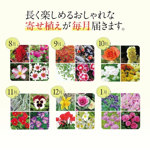 【定期お届け】【送料無料】 らくらく華やかガーデン頒布会 ：6回シリーズ