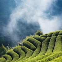 JAS（日本）、USDA（アメリカ）有機認証を取得しています。