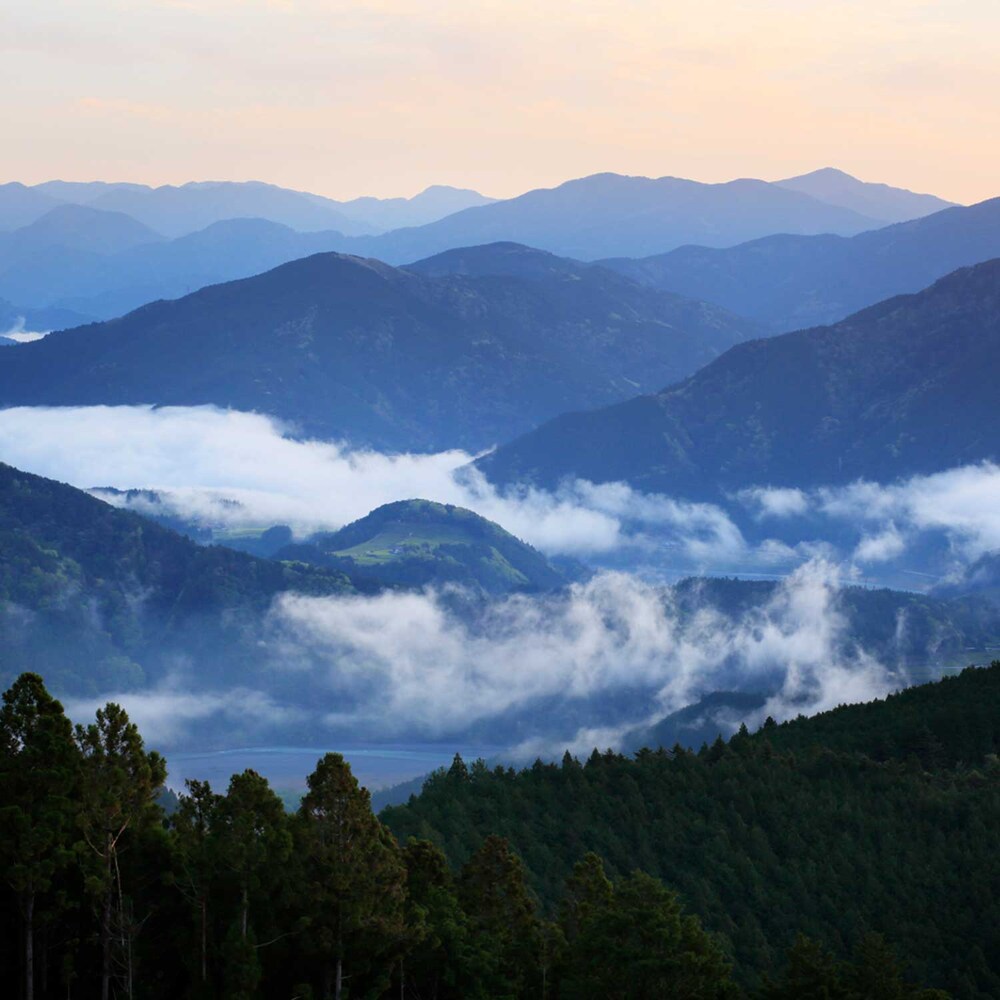 静岡県の標高600mの山間部に位置する自然環境に恵まれた茶畑。澄んだ空気と清らかな水。