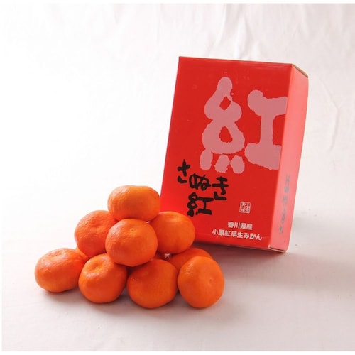 【フードロス対策】【25%OFF】 香川県産さぬき紅みかん 1.2kg （ご注文は8/5まで）
